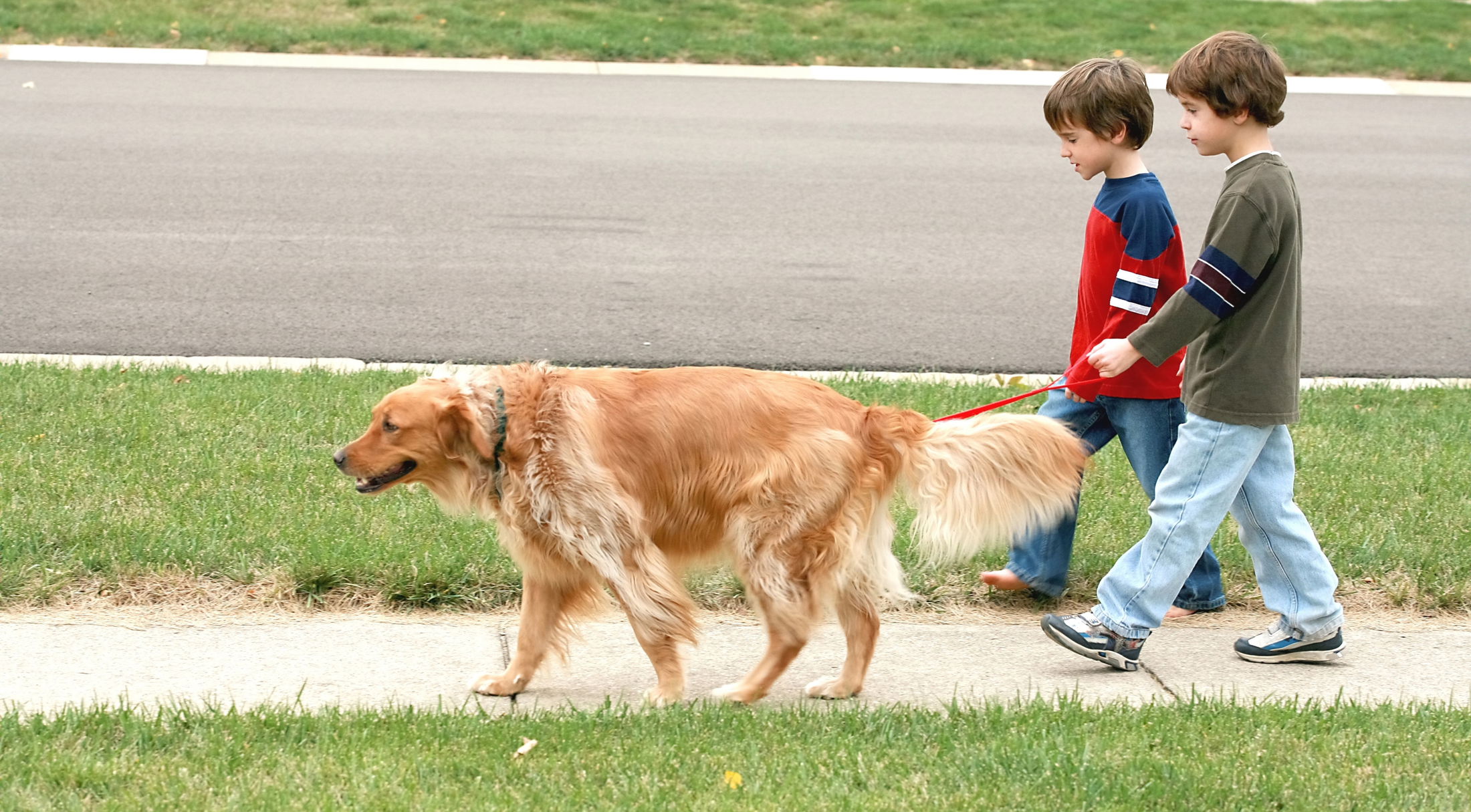 Two young boys walking a golden retriever on a suburban sidewalk.