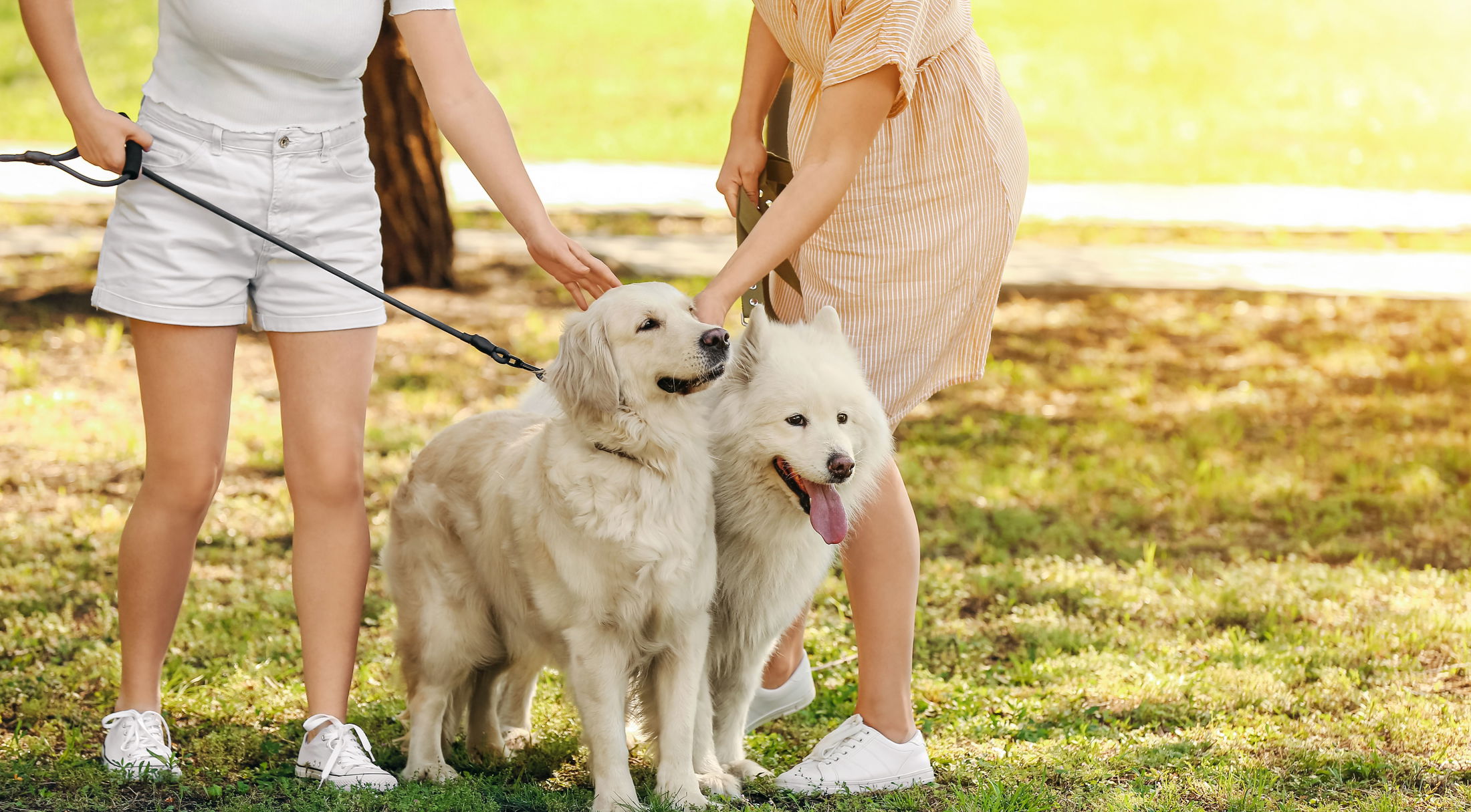 Two women walking their golden retriever and Samoyed dogs in a sunny park.