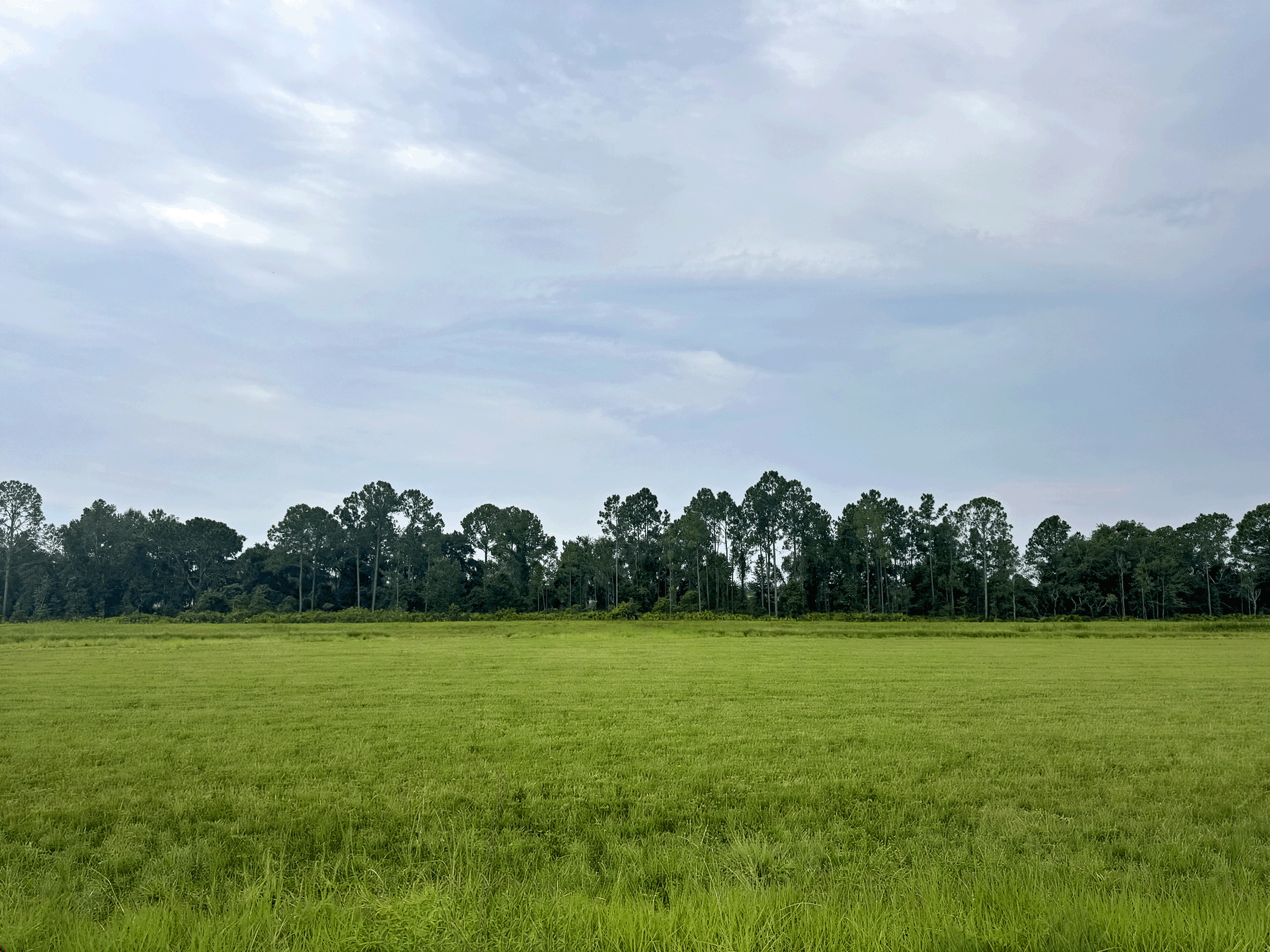 A wide view of a green field with a tree line in the background under a cloudy sky.