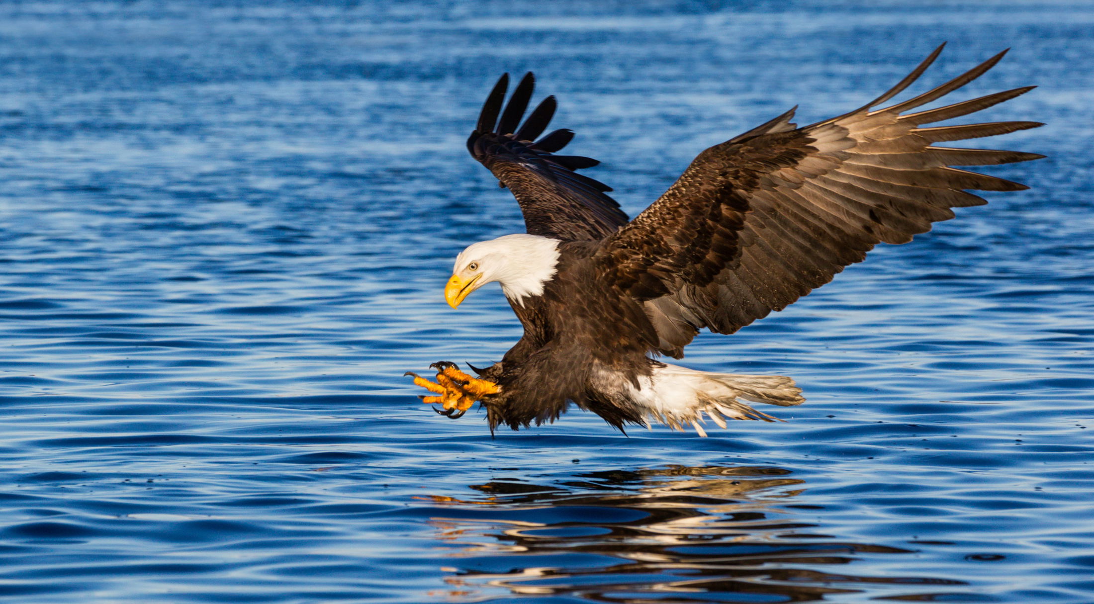 an eagle catching a fish on the water