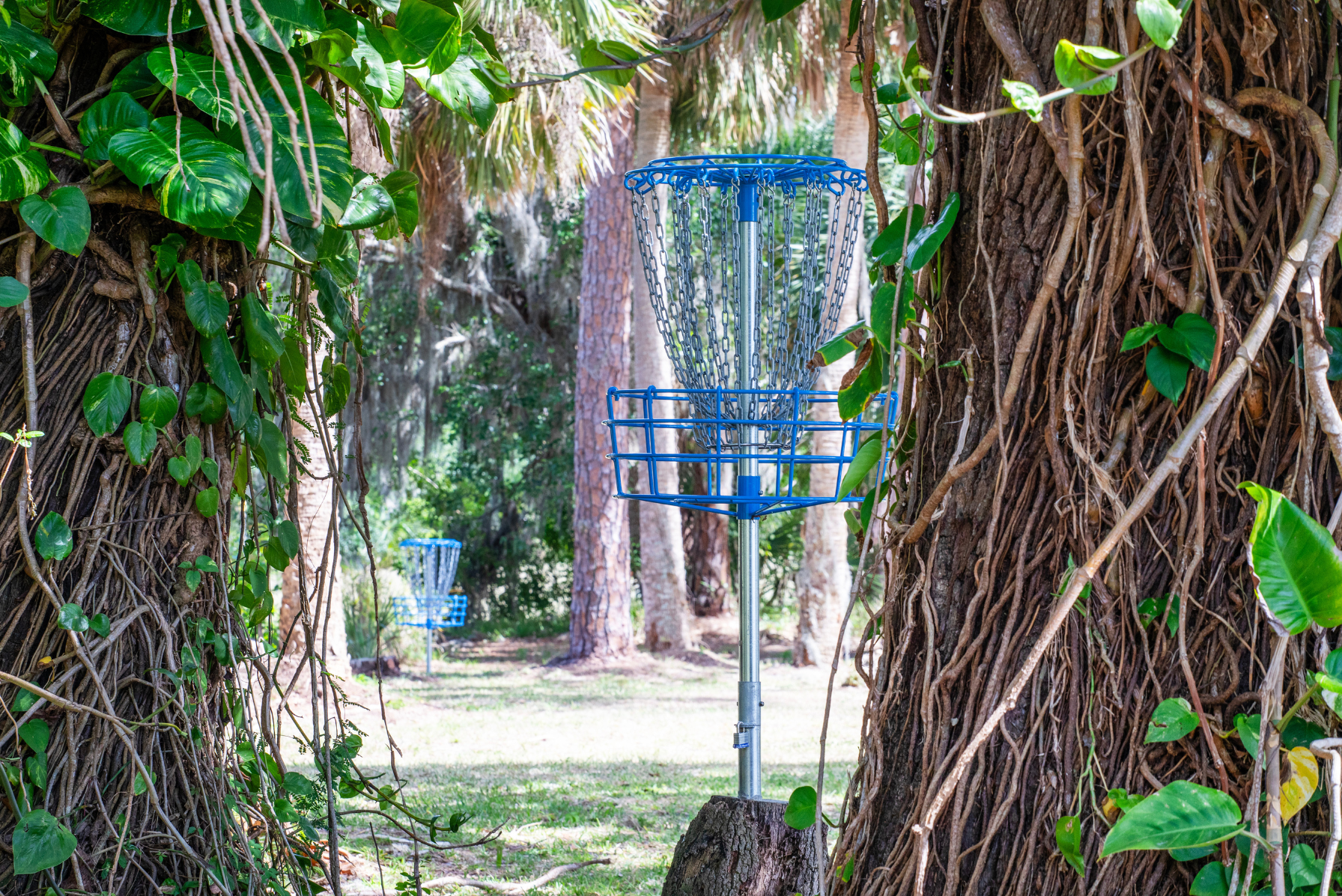 Disc golf basket surrounded by lush greenery and trees in a forest setting.