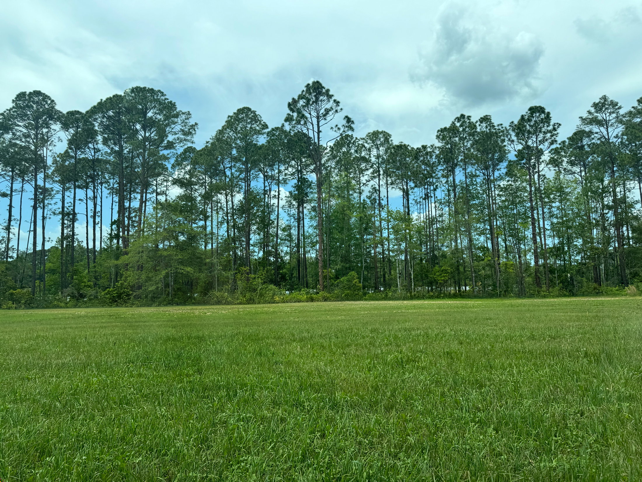Lush green field in the foreground with tall trees and a cloudy sky in the background.