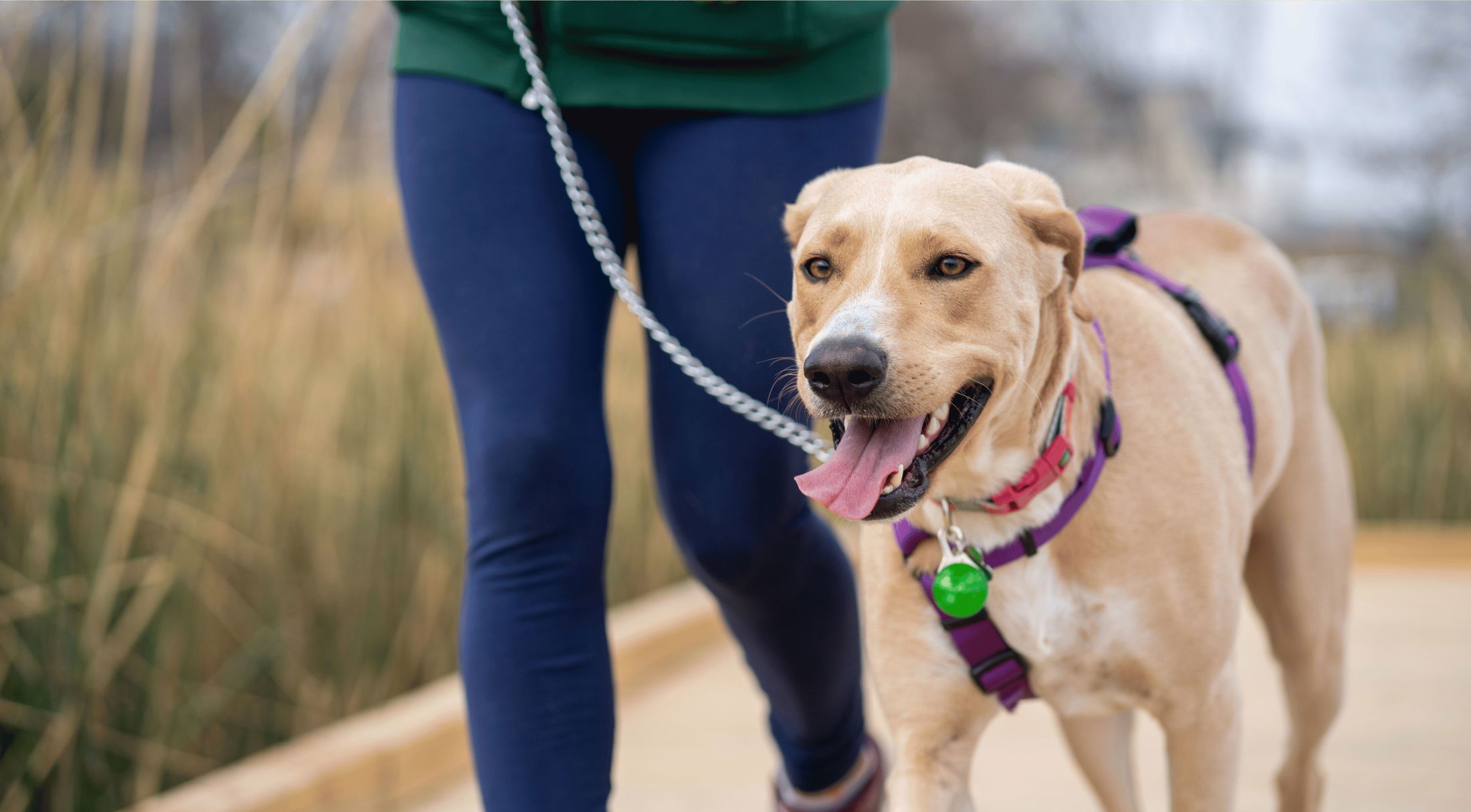 A person with a green hoodie walks a happy tan dog on a leash along a wooden path surrounded by tall grass.