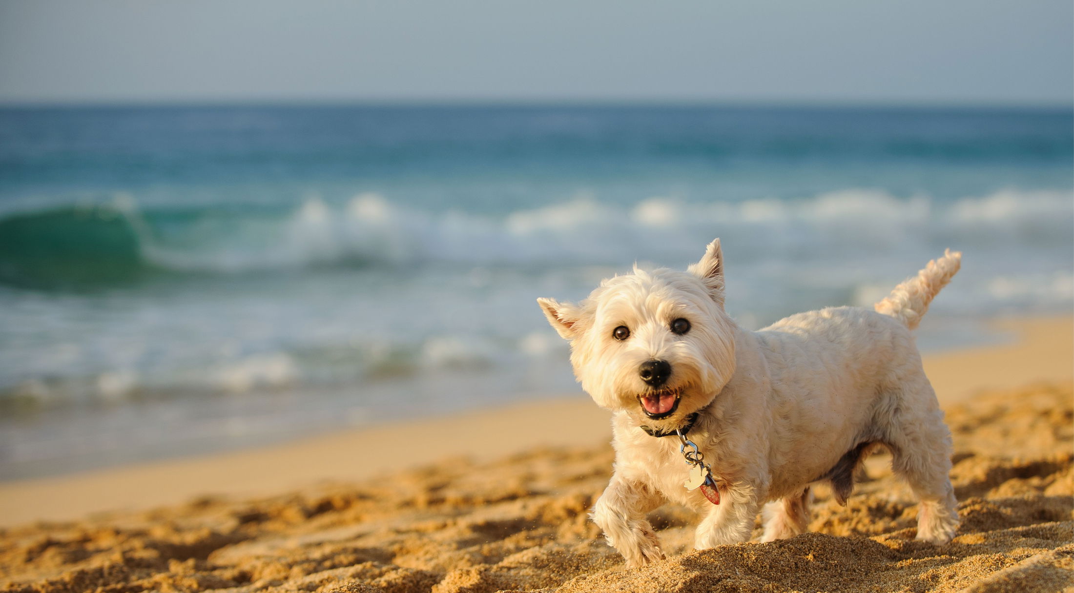 A happy, small white dog runs joyfully on a sandy beach with ocean waves in the background.