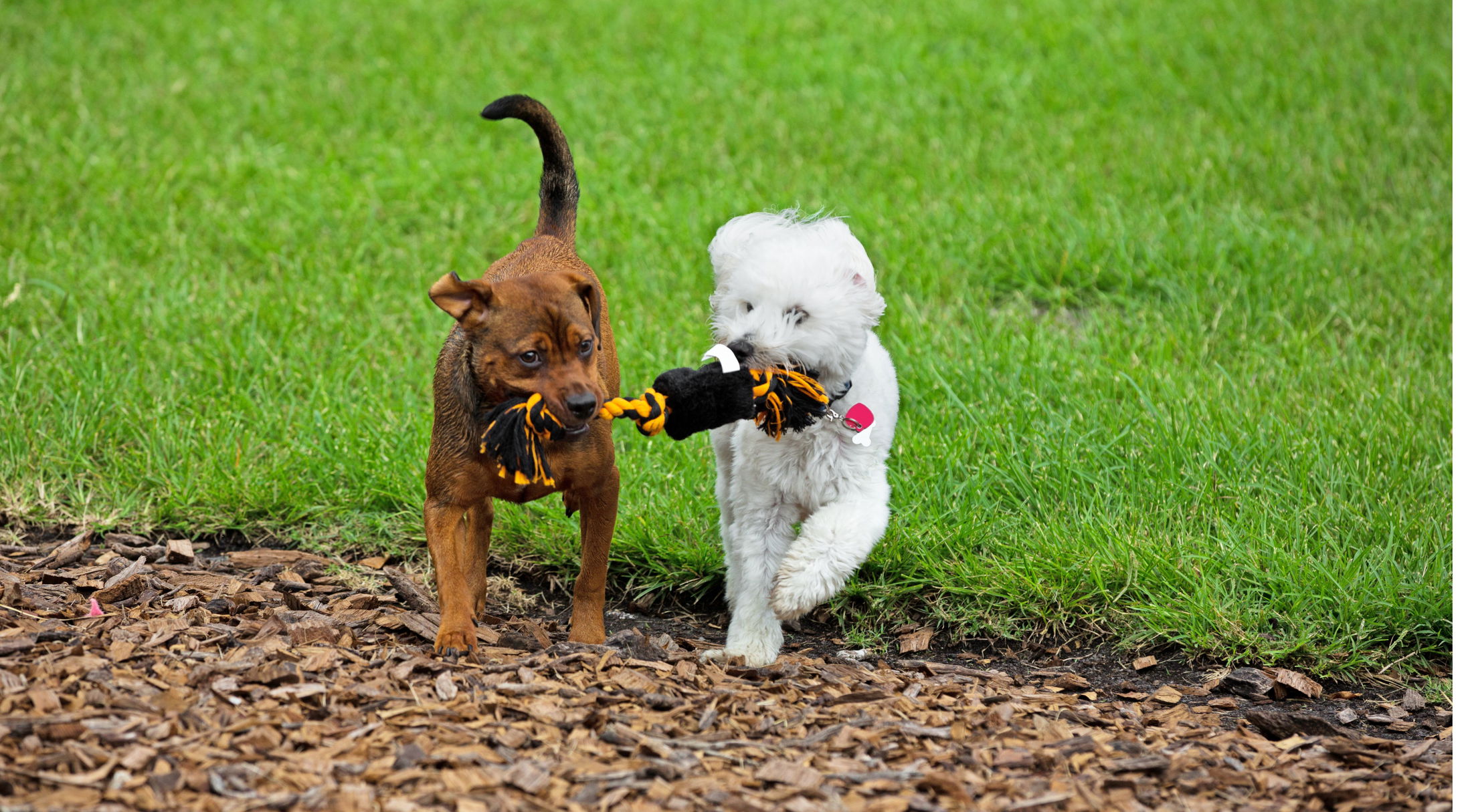 Two playful dogs enjoy a tug-of-war with a rope toy on a grassy field.