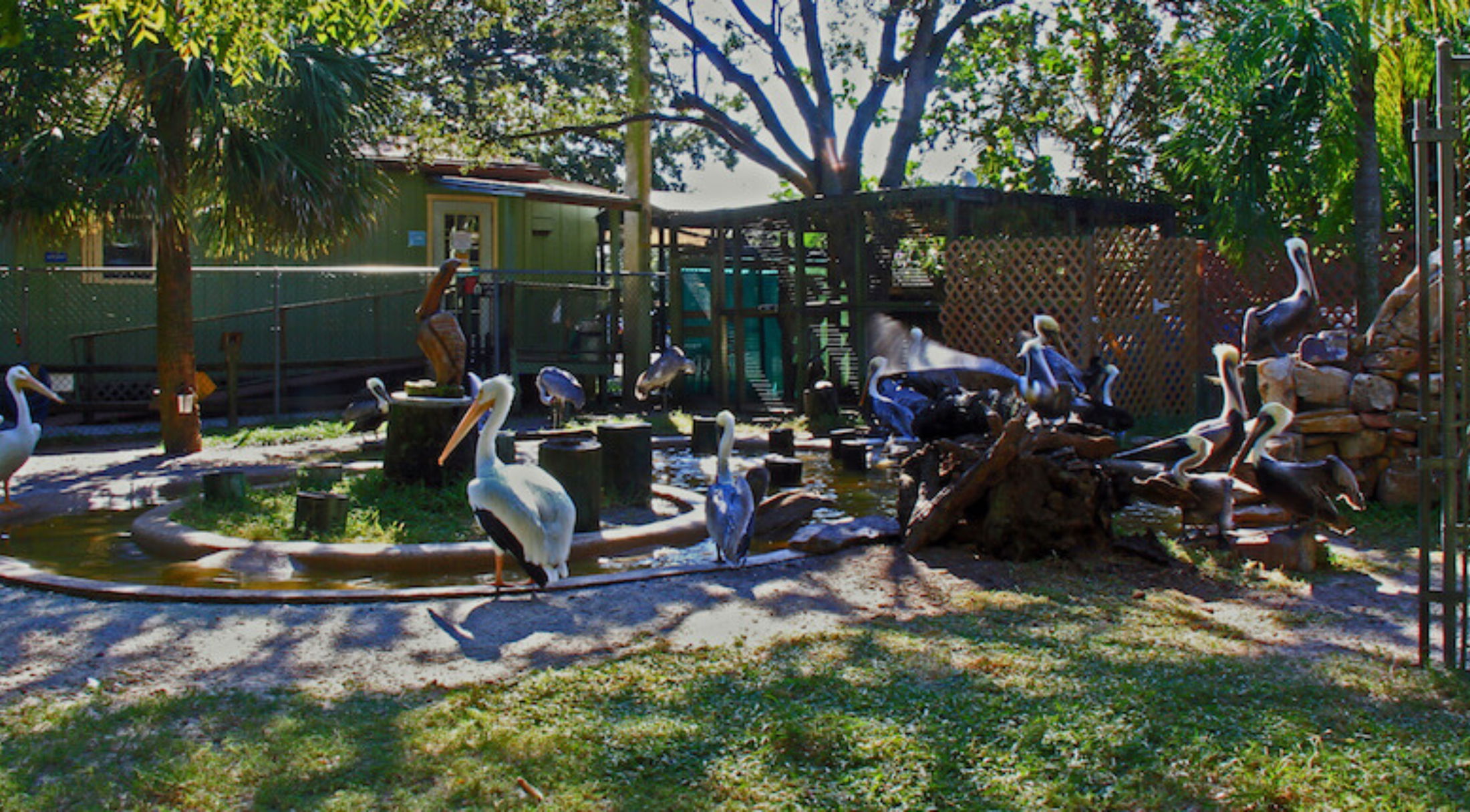 A vibrant outdoor scene featuring several pelicans by a pond, surrounded by lush greenery and wooden structures.