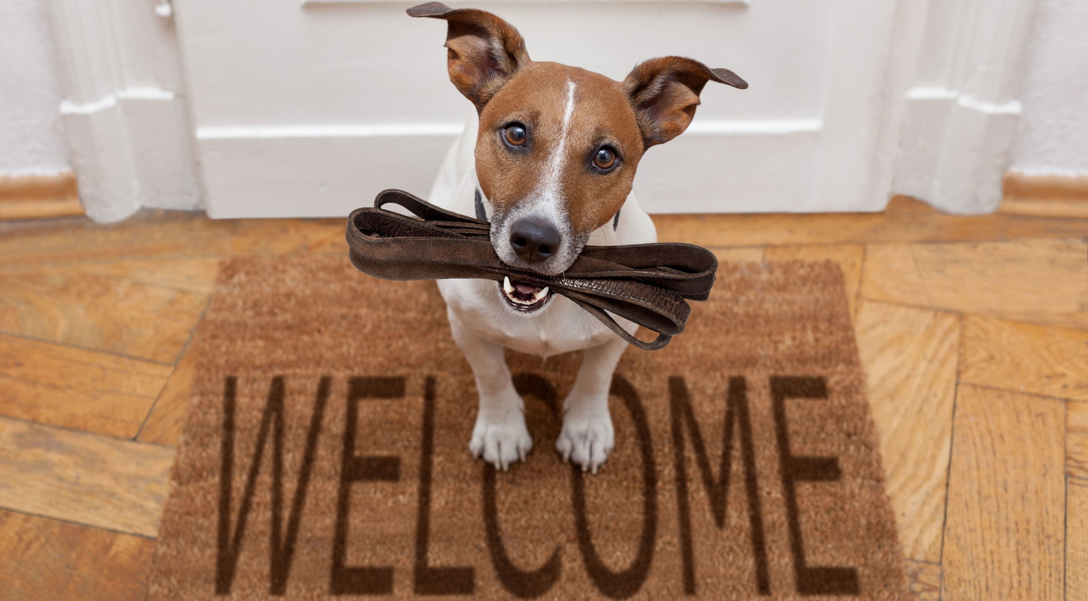 A Jack Russell Terrier holding a leash in its mouth, standing on a welcome mat.
