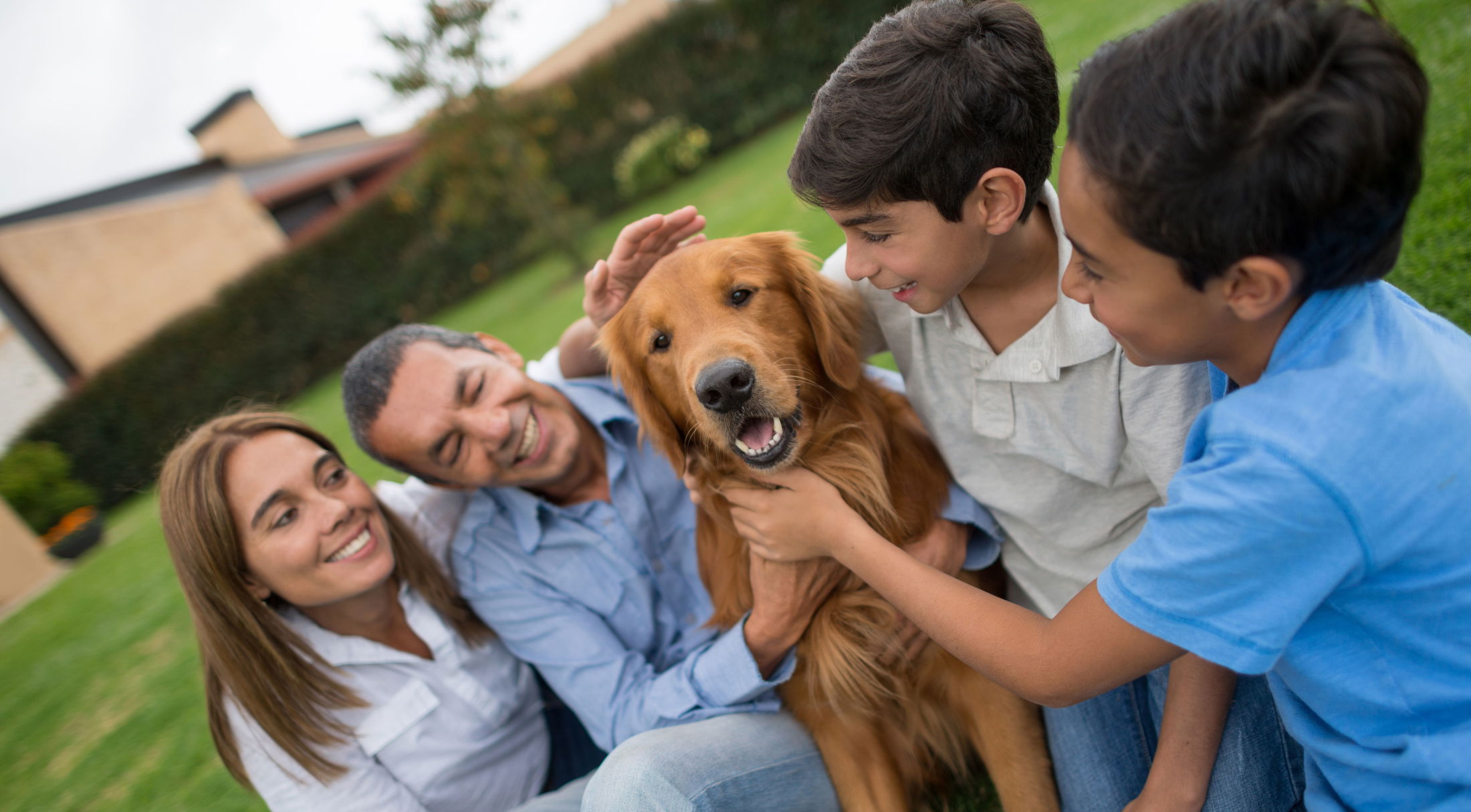 Smiling family with children playing with their golden retriever dog on the grass at home.