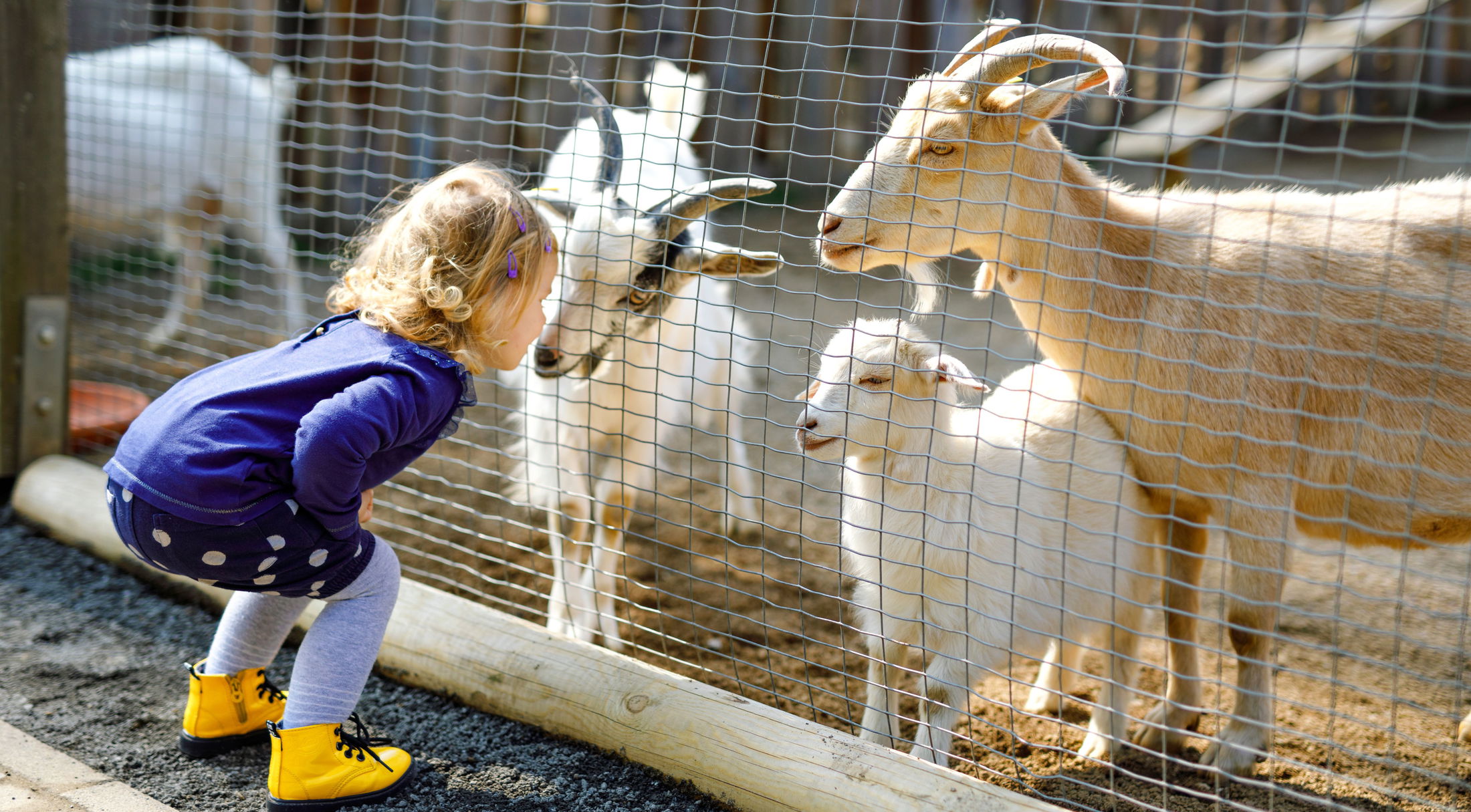 Toddler in colorful boots and dress, interacting with goats through a wire fence at a petting zoo.