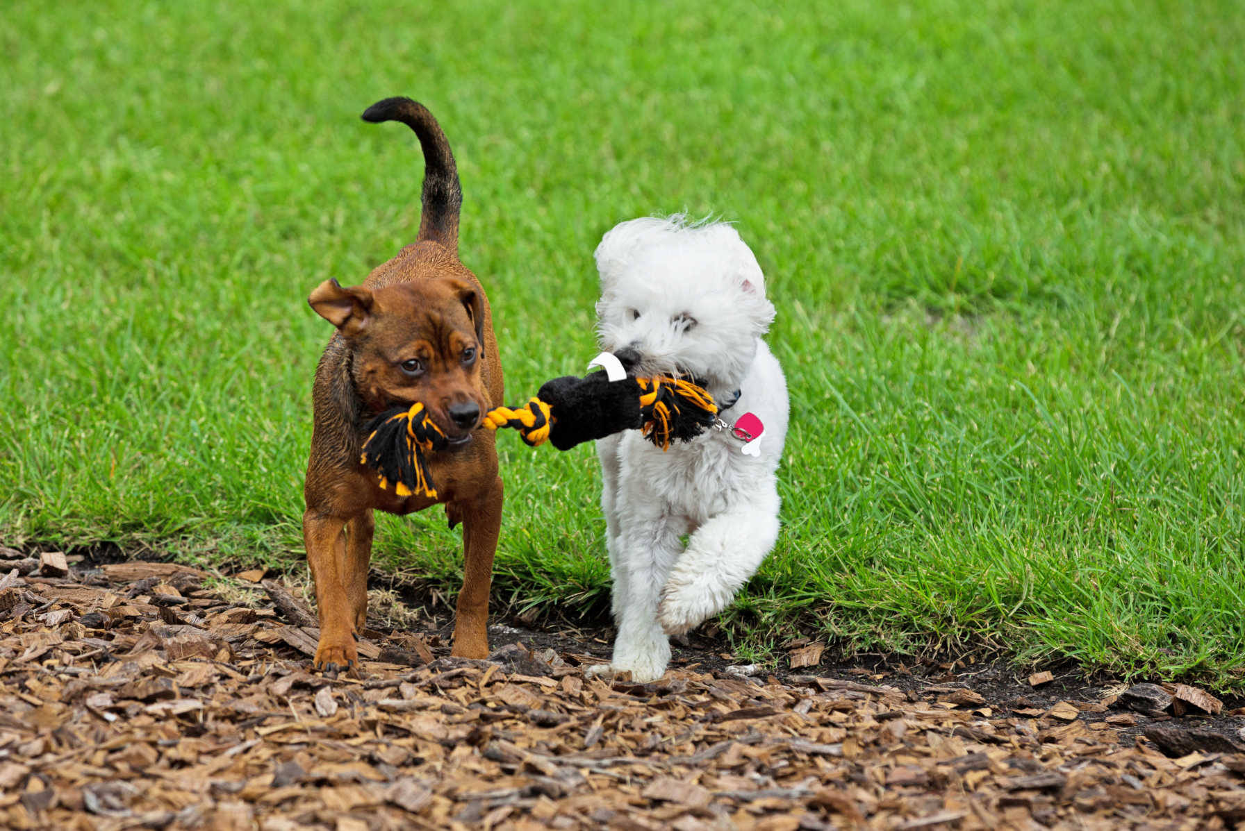 Two playful dogs tugging on a toy in a grassy park.