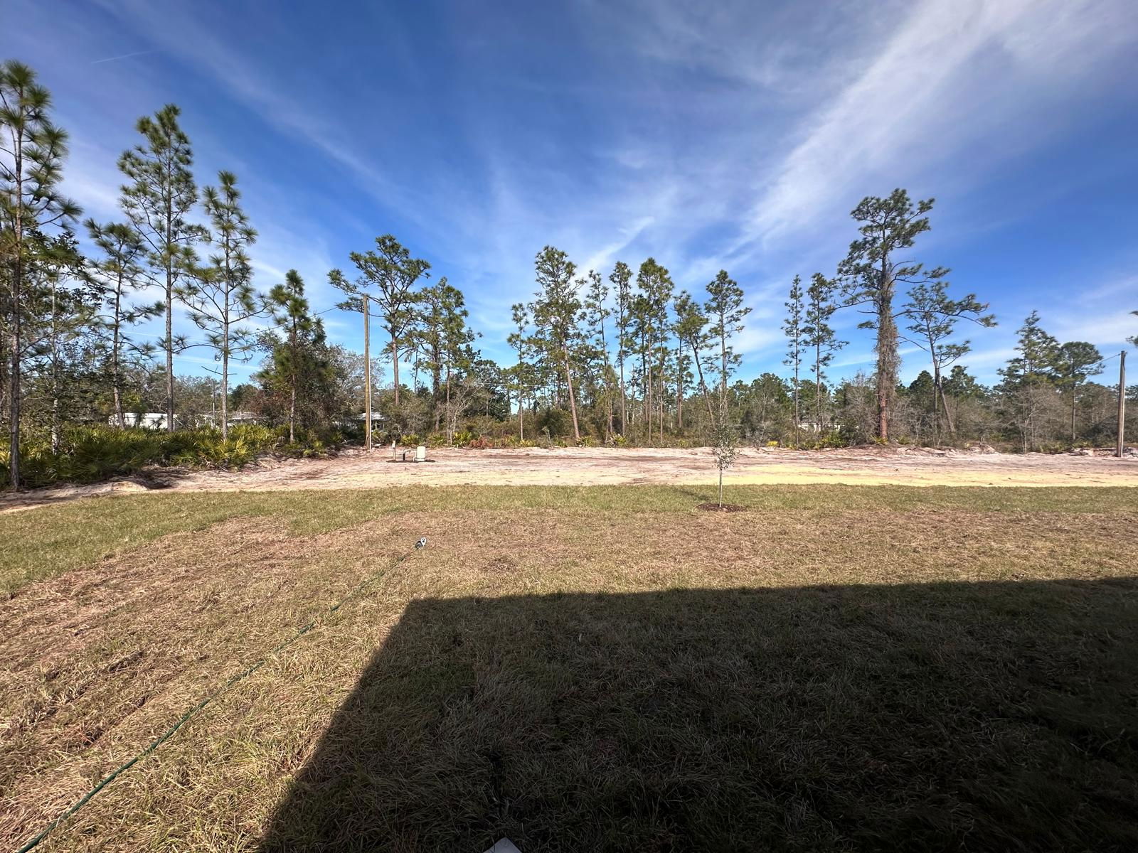 Open field with pine trees under a blue sky, bordered by a grassy lawn and dirt area.